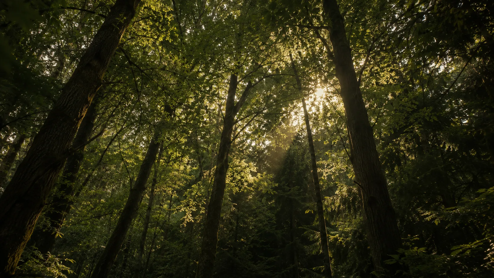 Sunlight streaming through a tall green forest canopy